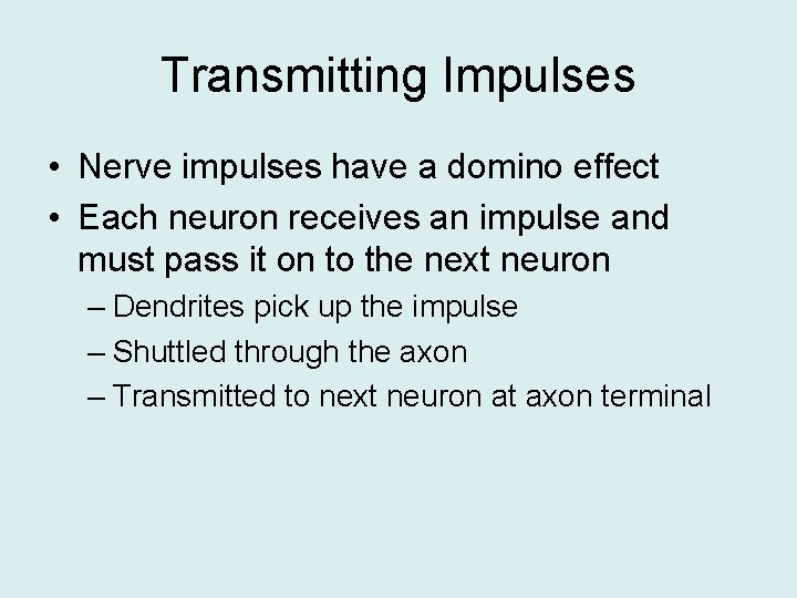 Transmitting Impulses • Nerve impulses have a domino effect • Each neuron receives an