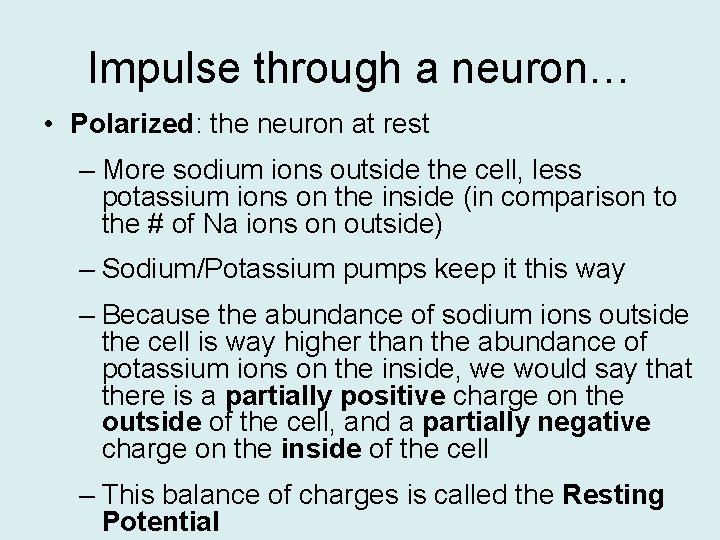 Impulse through a neuron… • Polarized: the neuron at rest – More sodium ions