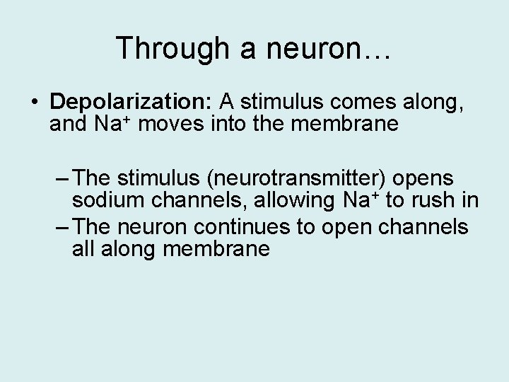 Through a neuron… • Depolarization: A stimulus comes along, and Na+ moves into the