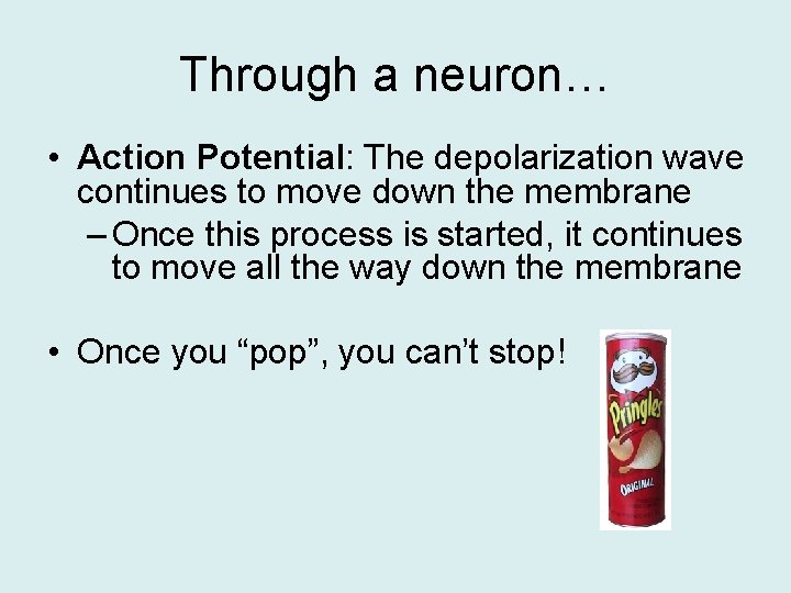 Through a neuron… • Action Potential: The depolarization wave continues to move down the