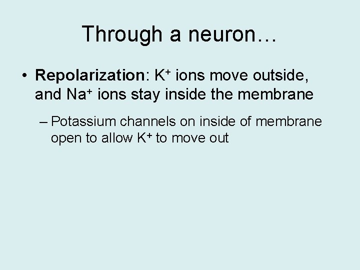 Through a neuron… • Repolarization: K+ ions move outside, and Na+ ions stay inside