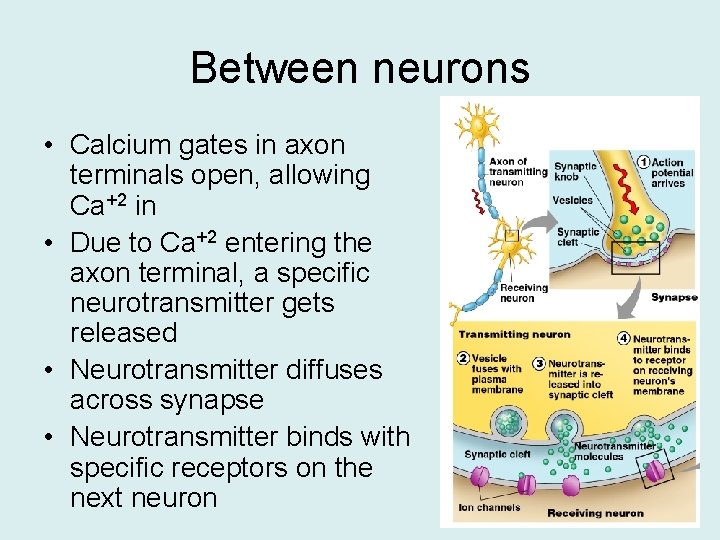 Between neurons • Calcium gates in axon terminals open, allowing Ca+2 in • Due