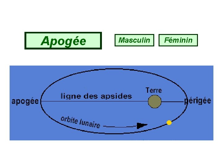 Apogée Masculin Féminin 