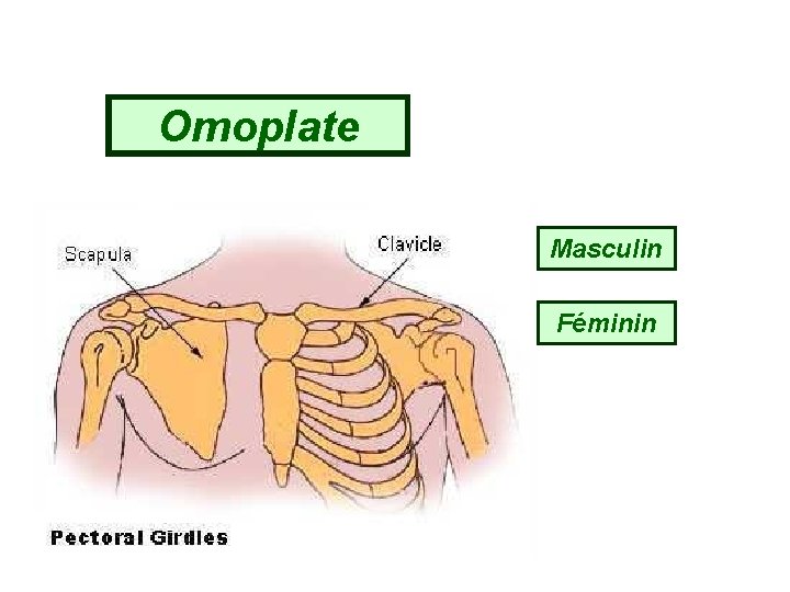 Omoplate Masculin Féminin 