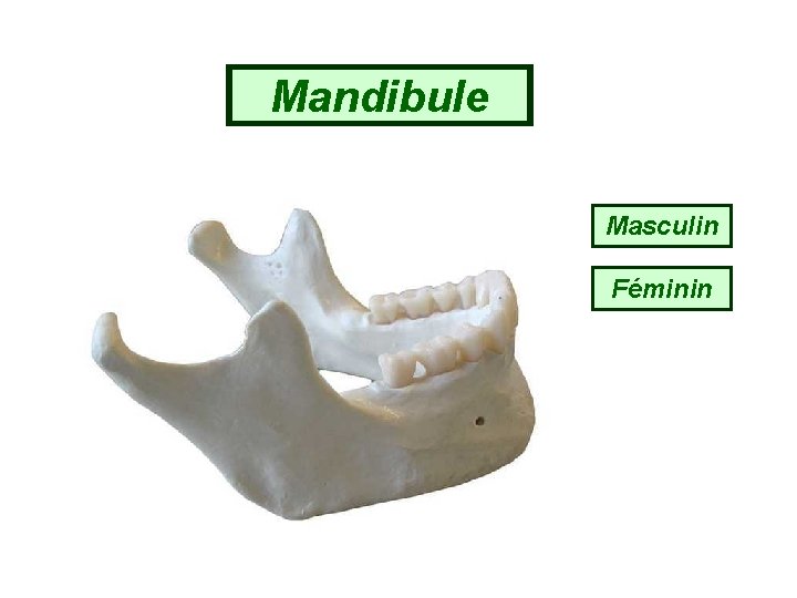 Mandibule Masculin Féminin 