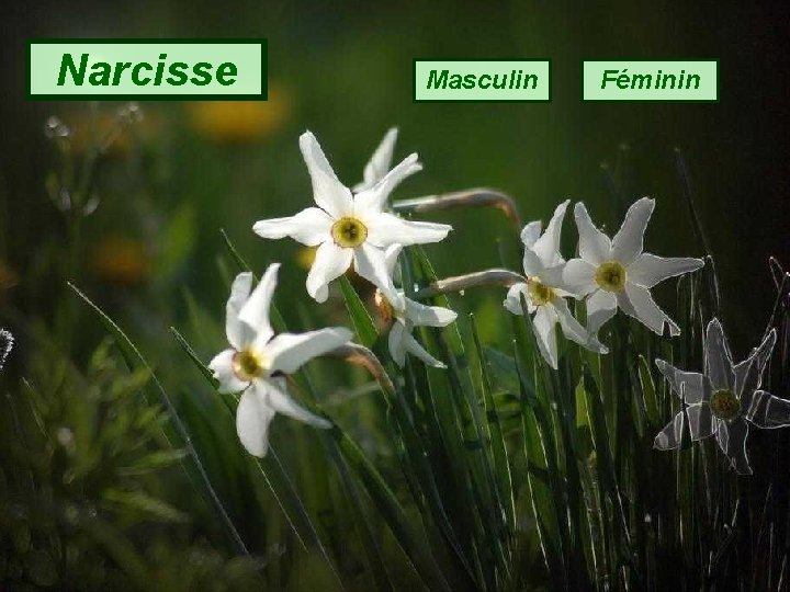 Narcisse Masculin Féminin 