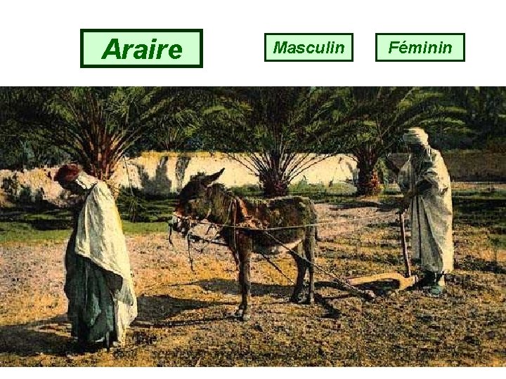 Araire Masculin Féminin 