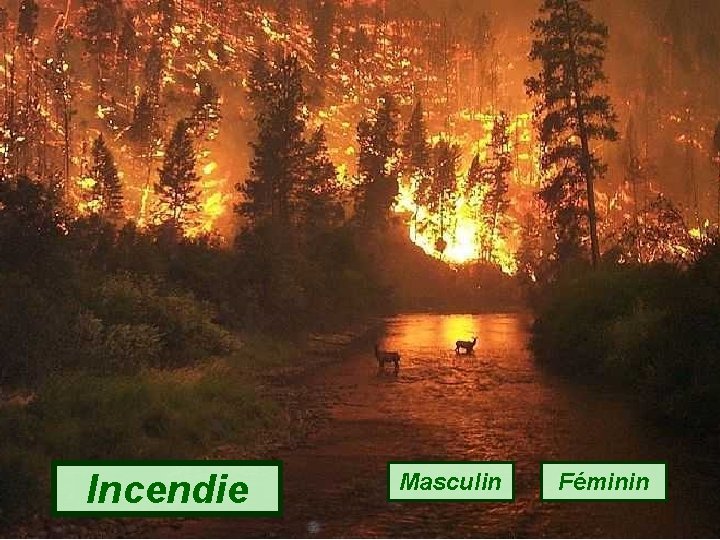 Incendie Masculin Féminin 