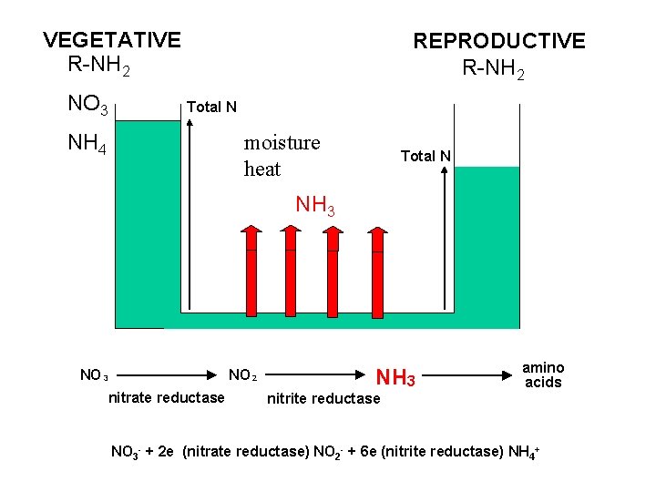 VEGETATIVE R-NH 2 NO 3 REPRODUCTIVE R-NH 2 Total N NH 4 moisture heat