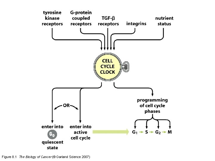 Figure 8. 1 The Biology of Cancer (© Garland Science 2007) 
