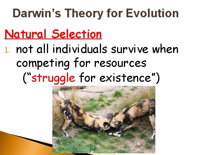 Darwin’s Theory for Evolution Natural Selection 1. not all individuals survive when competing for