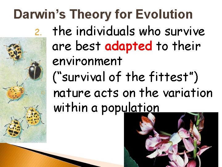 Darwin’s Theory for Evolution 2. the individuals who survive are best adapted to their