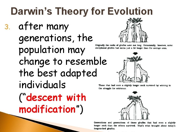 Darwin’s Theory for Evolution 3. after many generations, the population may change to resemble