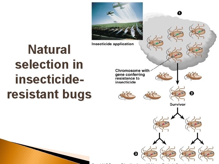 Natural selection in insecticideresistant bugs 