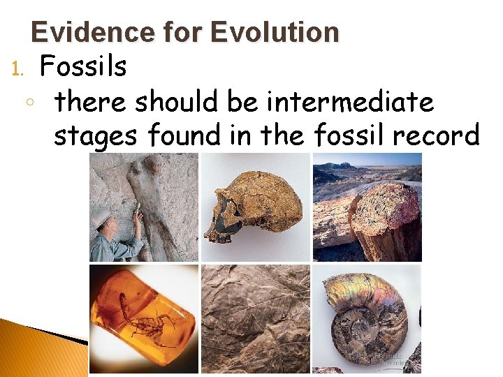 Evidence for Evolution 1. Fossils ◦ there should be intermediate stages found in the