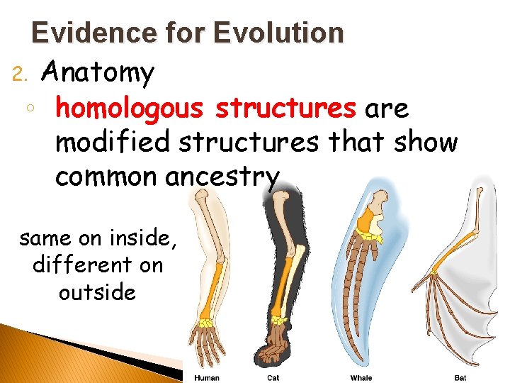 Evidence for Evolution 2. Anatomy ◦ homologous structures are modified structures that show common