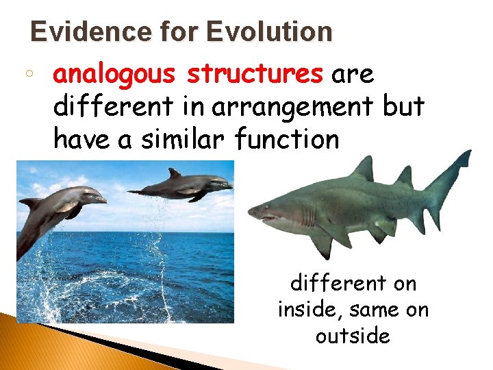 Evidence for Evolution ◦ analogous structures are different in arrangement but have a similar