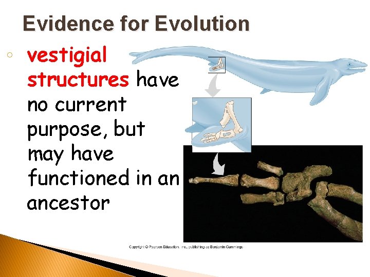 Evidence for Evolution ◦ vestigial structures have no current purpose, but may have functioned