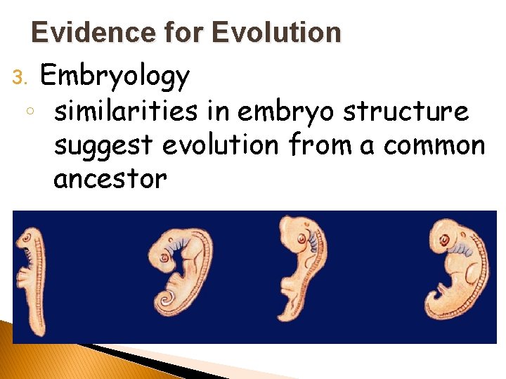 Evidence for Evolution 3. Embryology ◦ similarities in embryo structure suggest evolution from a