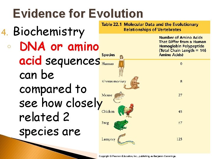 Evidence for Evolution 4. Biochemistry ◦ DNA or amino acid sequences can be compared