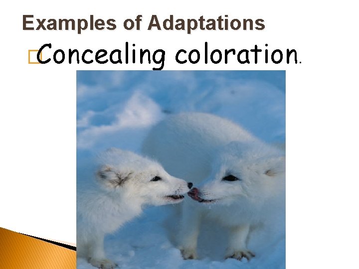 Examples of Adaptations �Concealing coloration. 