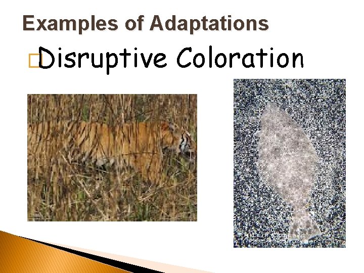 Examples of Adaptations �Disruptive Coloration 
