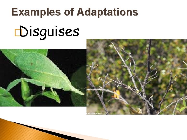 Examples of Adaptations �Disguises 