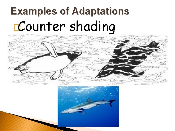 Examples of Adaptations �Counter shading 