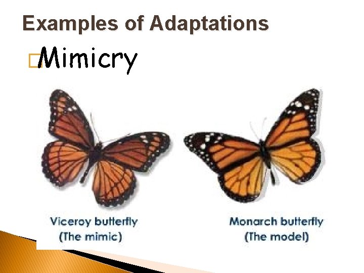 Examples of Adaptations �Mimicry 