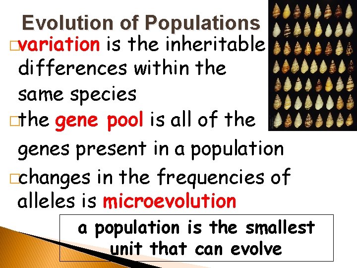 Evolution of Populations �variation is the inheritable differences within the same species �the gene