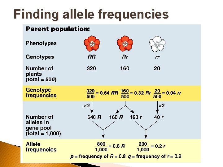 Finding allele frequencies ◦ 