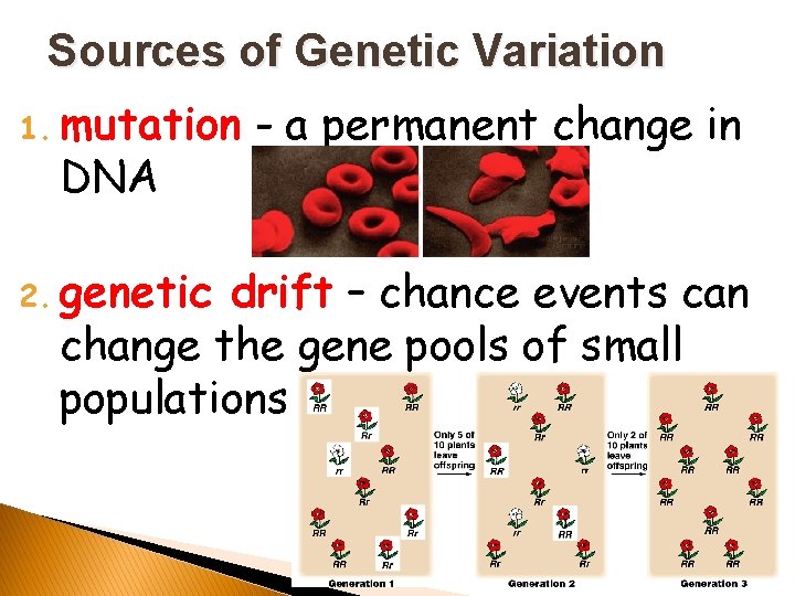 Sources of Genetic Variation 1. mutation DNA 2. genetic - a permanent change in