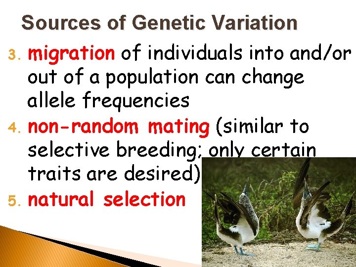 Sources of Genetic Variation 3. migration of individuals into and/or out of a population