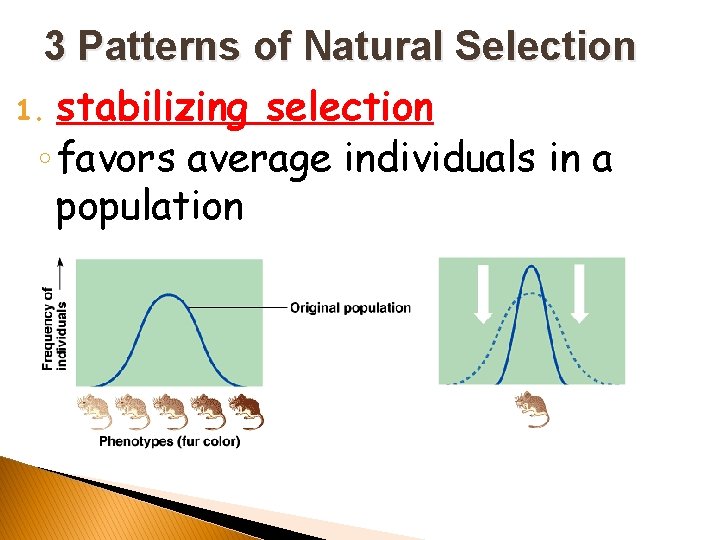 3 Patterns of Natural Selection 1. stabilizing selection ◦ favors average individuals in a