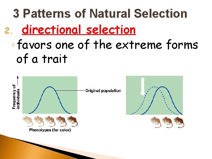 3 Patterns of Natural Selection 2. directional selection ◦ favors one of the extreme