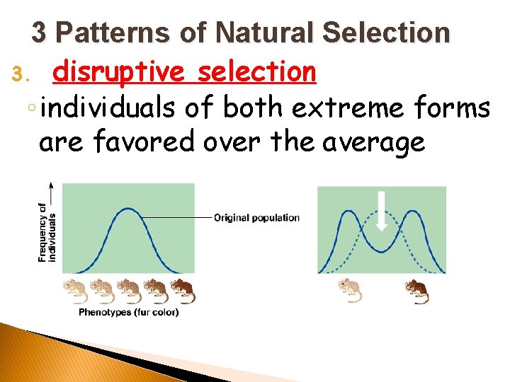 3 Patterns of Natural Selection 3. disruptive selection ◦ individuals of both extreme forms