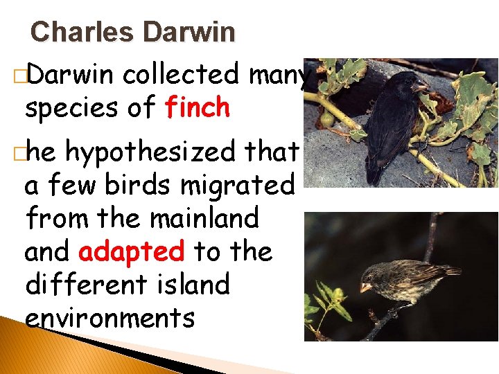 Charles Darwin �Darwin collected many species of finch �he hypothesized that a few birds