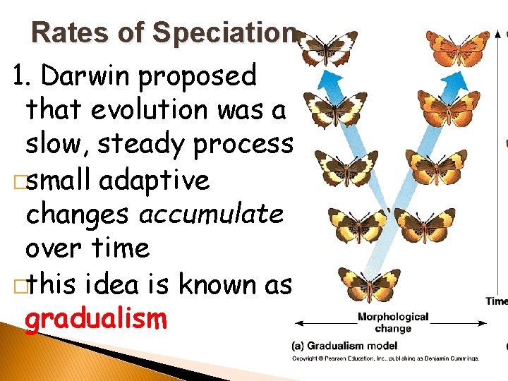 Rates of Speciation 1. Darwin proposed that evolution was a slow, steady process �small