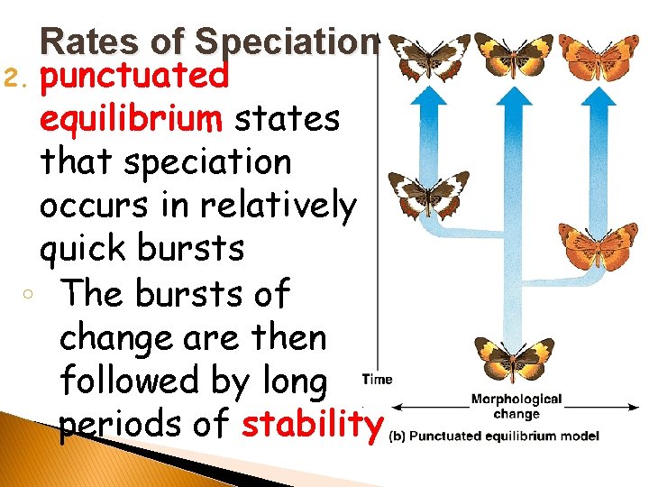 Rates of Speciation 2. punctuated equilibrium states that speciation occurs in relatively quick bursts