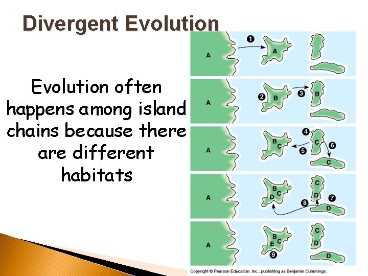 Divergent Evolution often happens among island chains because there are different habitats 