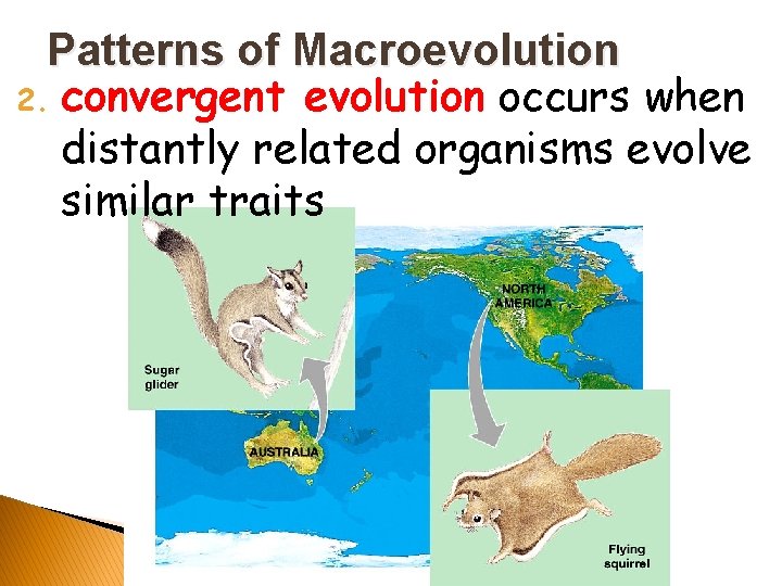 Patterns of Macroevolution 2. convergent evolution occurs when distantly related organisms evolve similar traits