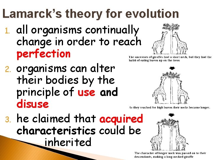 Lamarck’s theory for evolution 1. 2. 3. all organisms continually change in order to