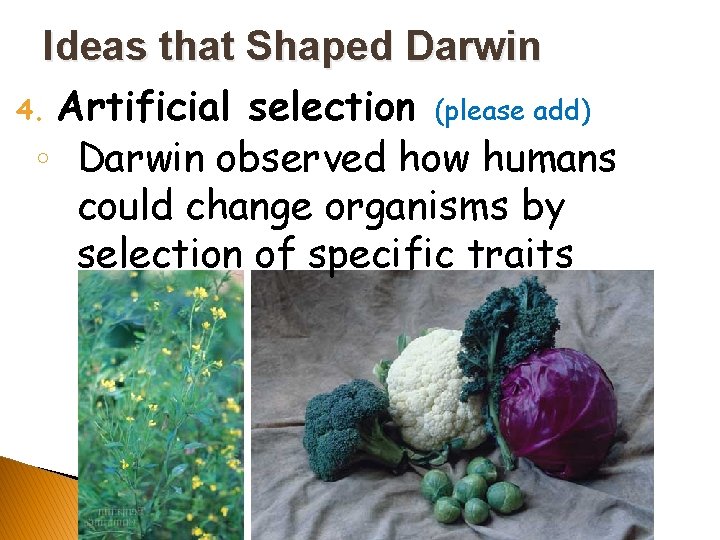 Ideas that Shaped Darwin 4. Artificial selection (please add) ◦ Darwin observed how humans