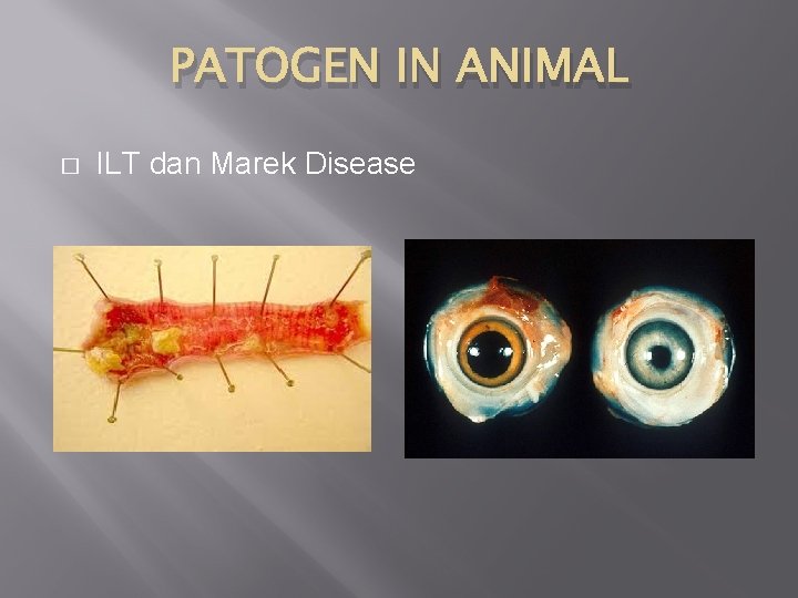 PATOGEN IN ANIMAL � ILT dan Marek Disease 