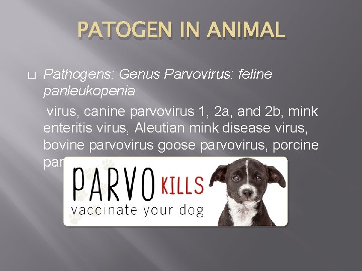 PATOGEN IN ANIMAL � Pathogens: Genus Parvovirus: feline panleukopenia virus, canine parvovirus 1, 2