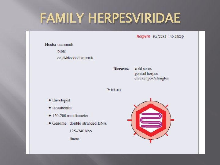 FAMILY HERPESVIRIDAE 