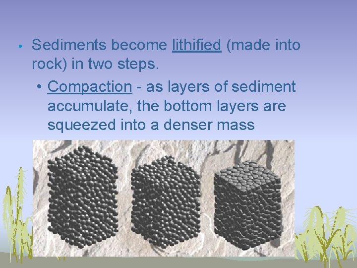  • Sediments become lithified (made into rock) in two steps. • Compaction -