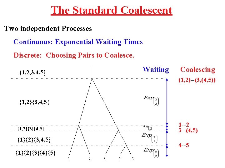 Combinatorics the Coalescent 26 2 02 Tree Counting