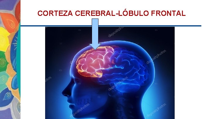 CORTEZA CEREBRAL-LÓBULO FRONTAL 