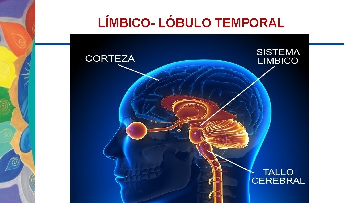 LÍMBICO- LÓBULO TEMPORAL 